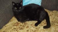 В районе фонтана, пропал черный кот с желтыми глазами, мордочка как перса .Кличка Муська  Тел  860422748