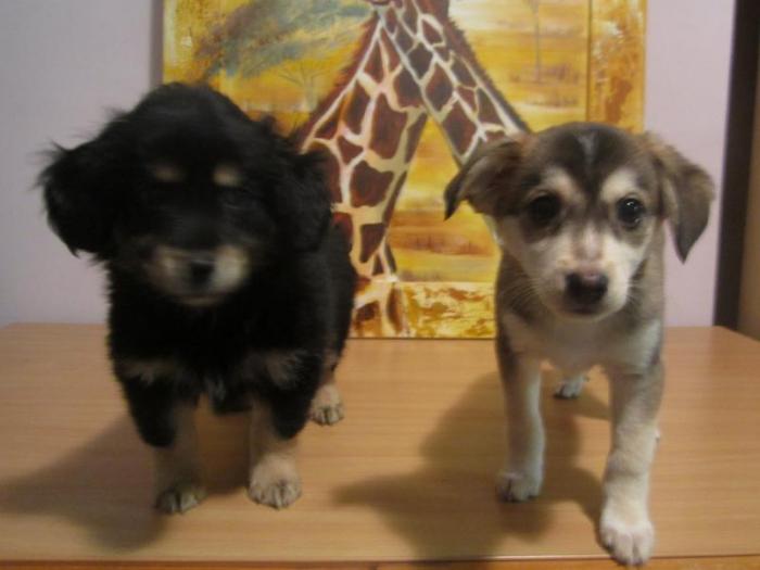 Отдам 2-х щенков (мальчик-черный, девочка -коричневая ) возраст -2 месяца (отдали)