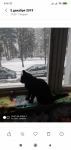 2019-12-15 в районе Тайкос пр. 42 потерялся черный кастрированный кот Васька-Капитан ( просьба позвонить по тел. 862637402)