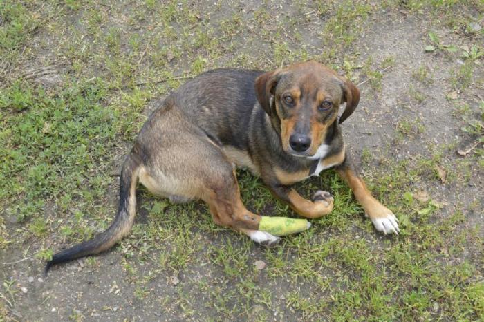 Найдена собака в р-не Турмантаса. 07.19 получила травму. Просьба откликнуться хозяину ( тел.860979199)